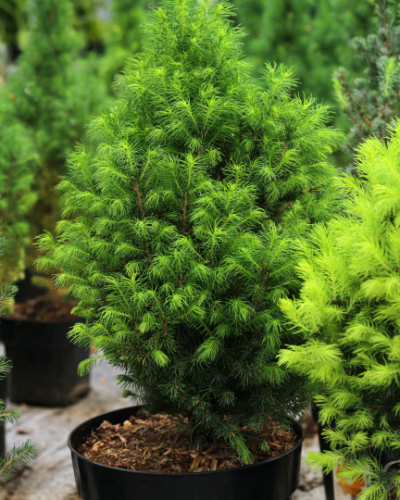 Shrubs and Trees now 25% OFF!