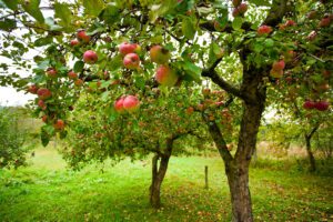 when to plant fruit trees in MN