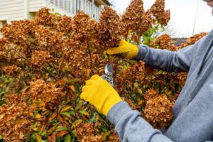 Fall garden clean-up: Trimming perennials