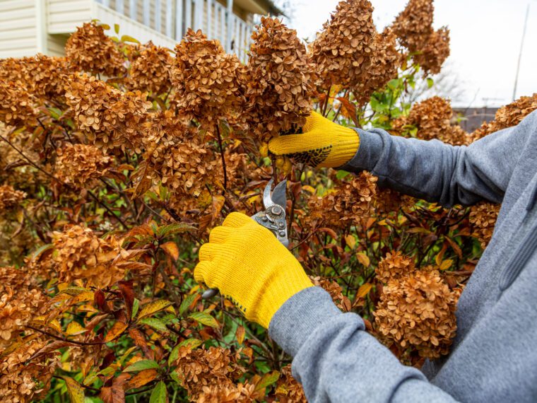 Fall garden clean-up: Trimming perennials