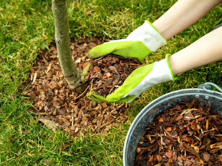 planting a tree with mulch around it